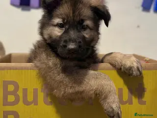 German Shepherd dogs Fully Health Tested, KC registered GSD puppies due - Advert 4