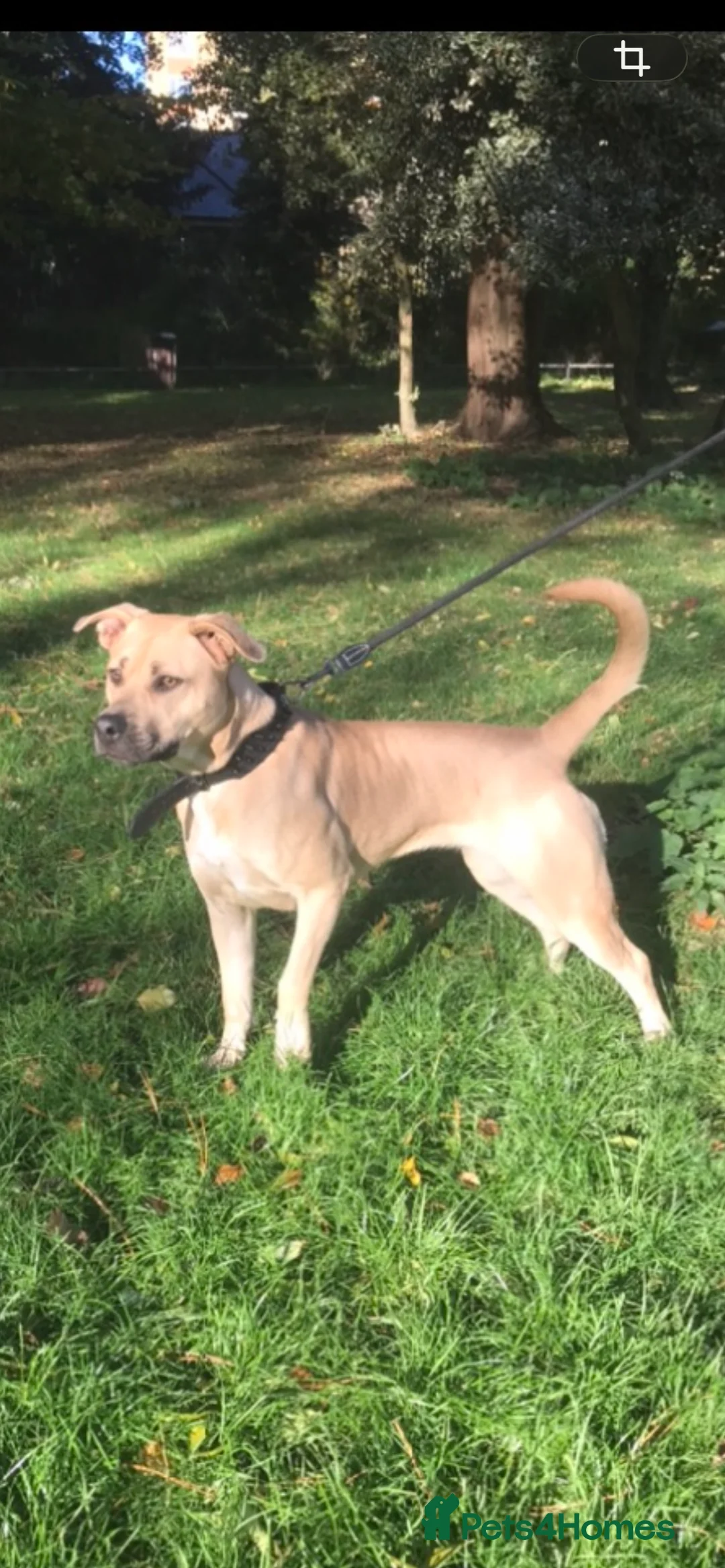 Mixed Breed dogs for sale: Ellisa sutcliffe  - Advert 1