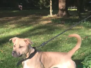 Mixed Breed dogs Ellisa sutcliffe - Advert 1