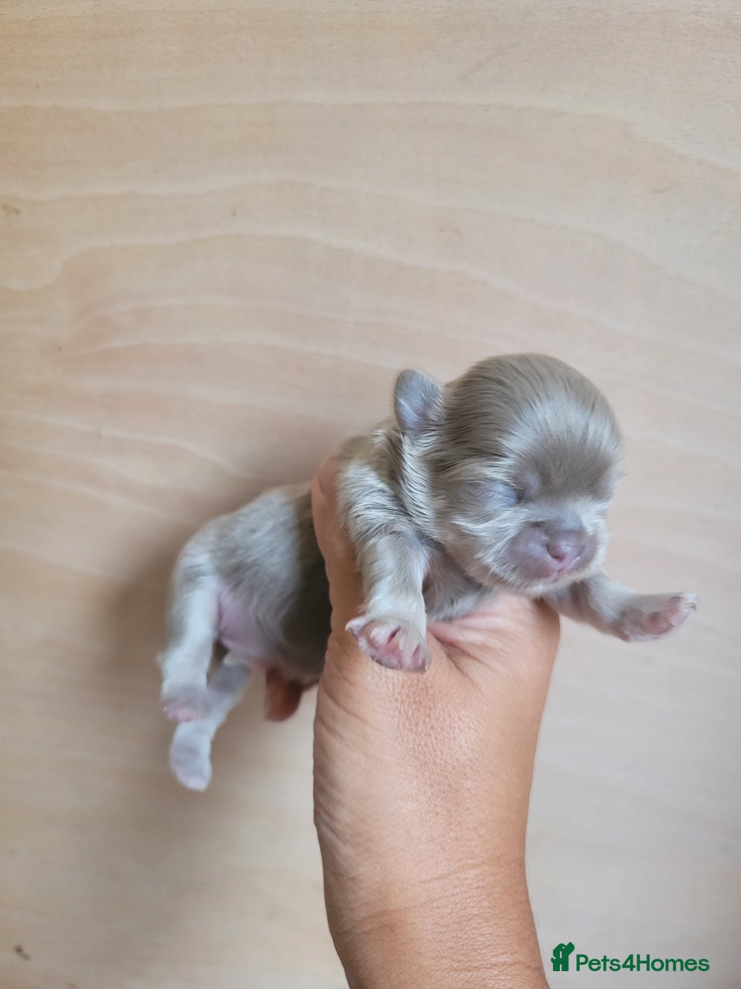 Shih Tzu dogs for sale: Three stunning Lavender/dobie Imperial ShihTzu - Image 3