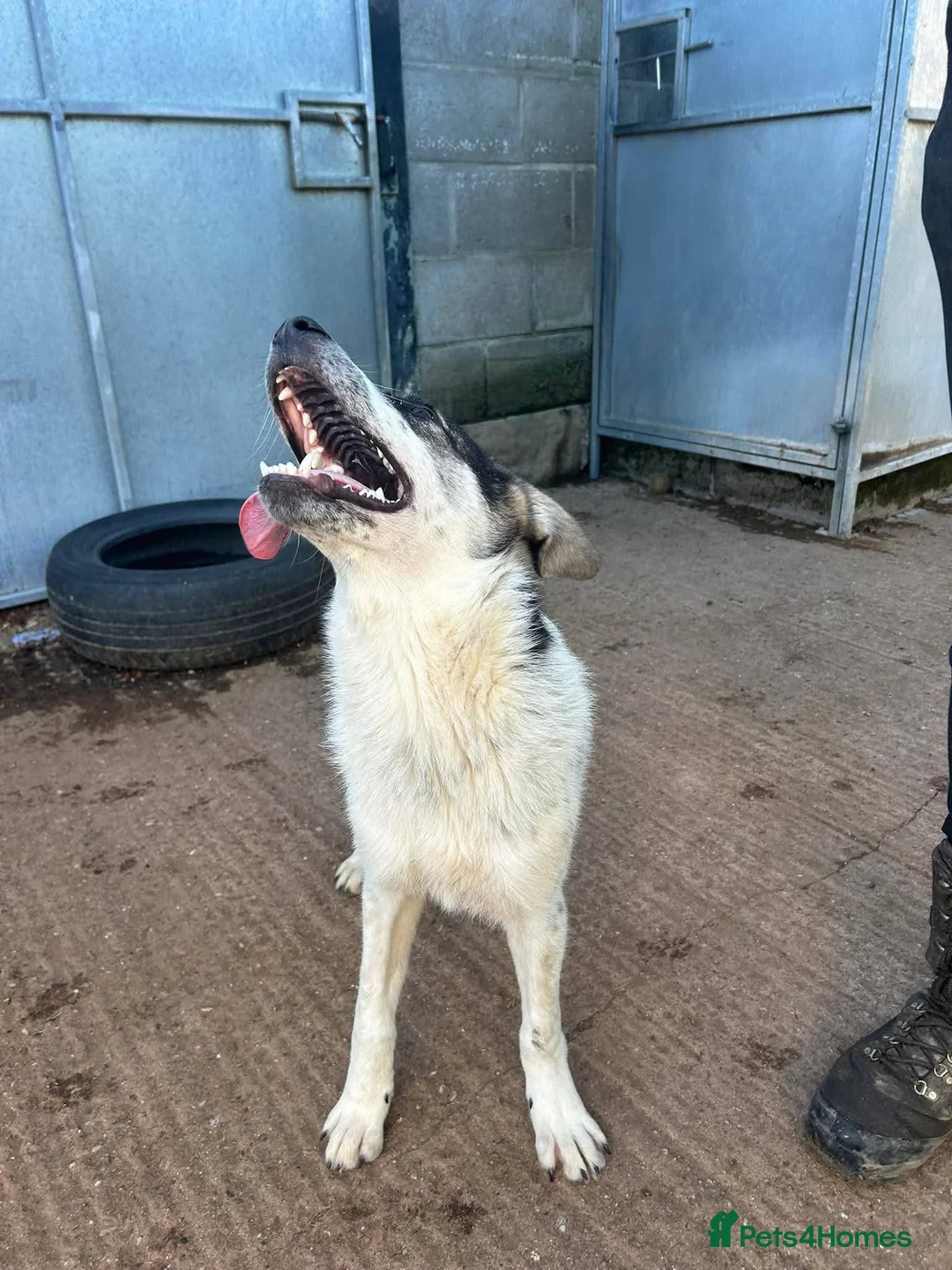 Mixed Breed dogs for adoption: Meet Solar, currently residing in Cheshire  in Nantwich - Advert 2