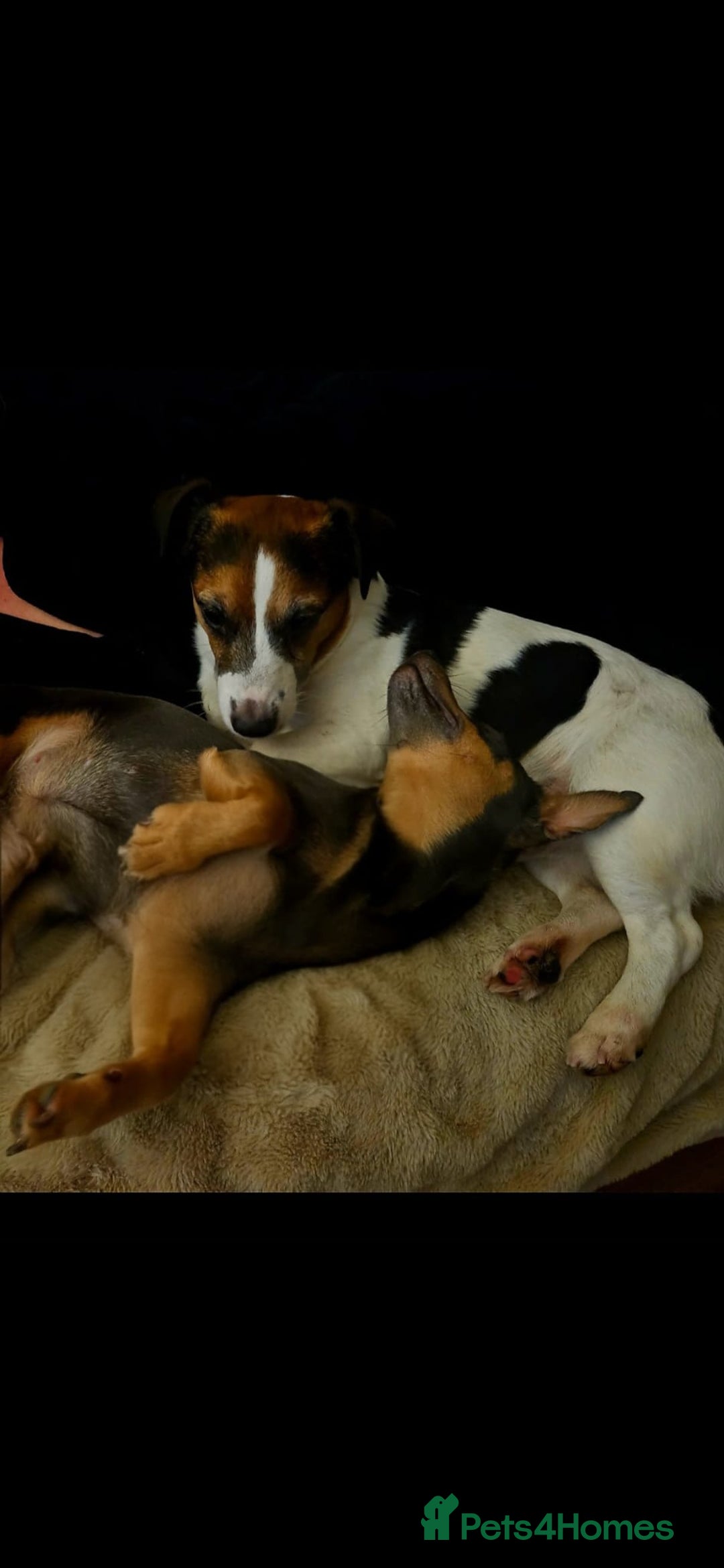 Jack Russell dogs for sale: Gorgeous Chunky Jack Russell Pups for sale - Advert 11