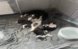 Border Collie dogs for sale: Last gorgeous boy available  - Image 10