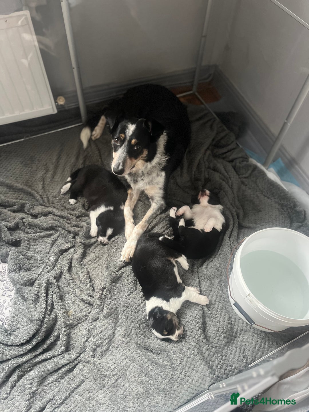 Border Collie dogs for sale: Last gorgeous boy available  - Image 10