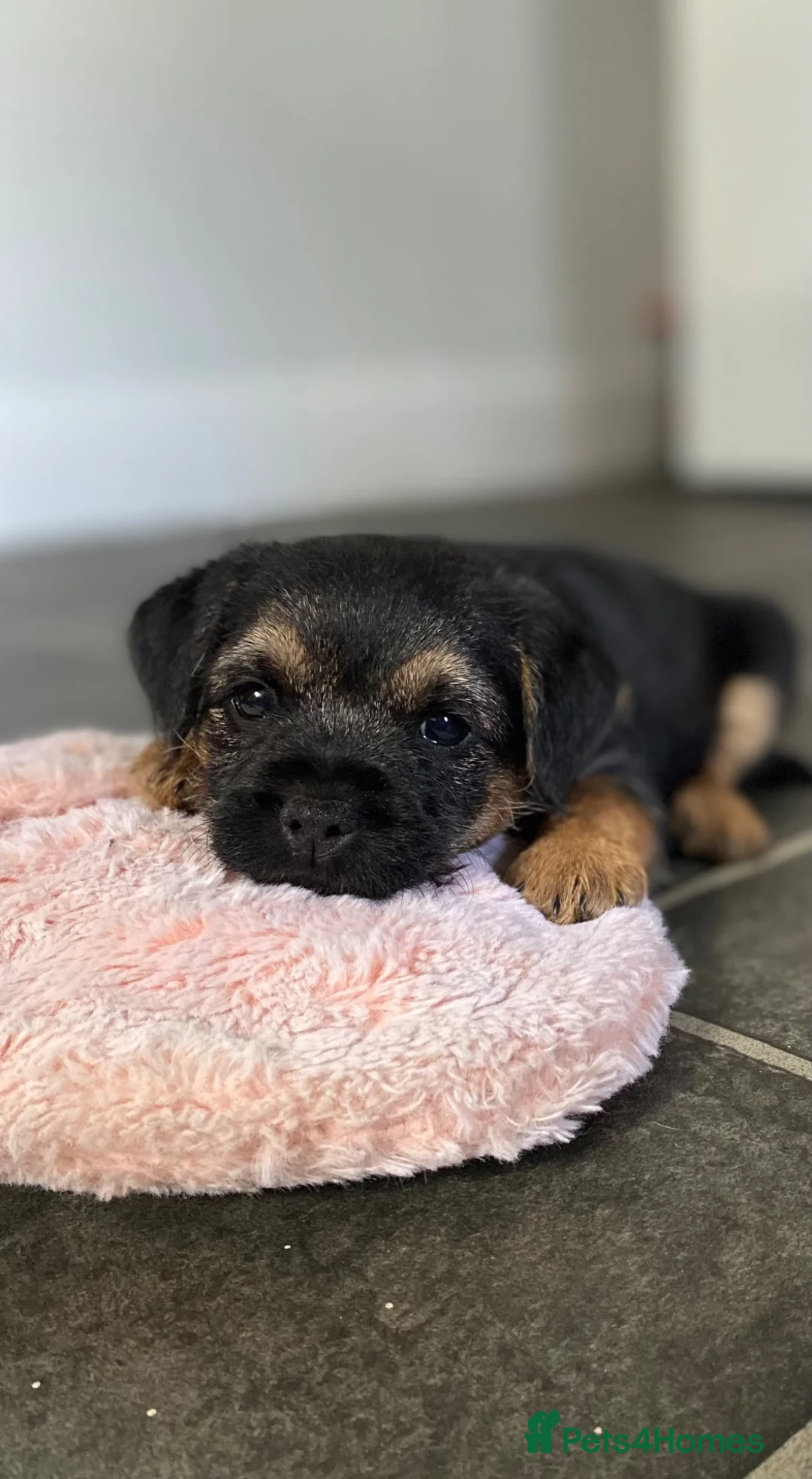 Border Terrier dogs for sale: One Boy Remaining  - Advert 1