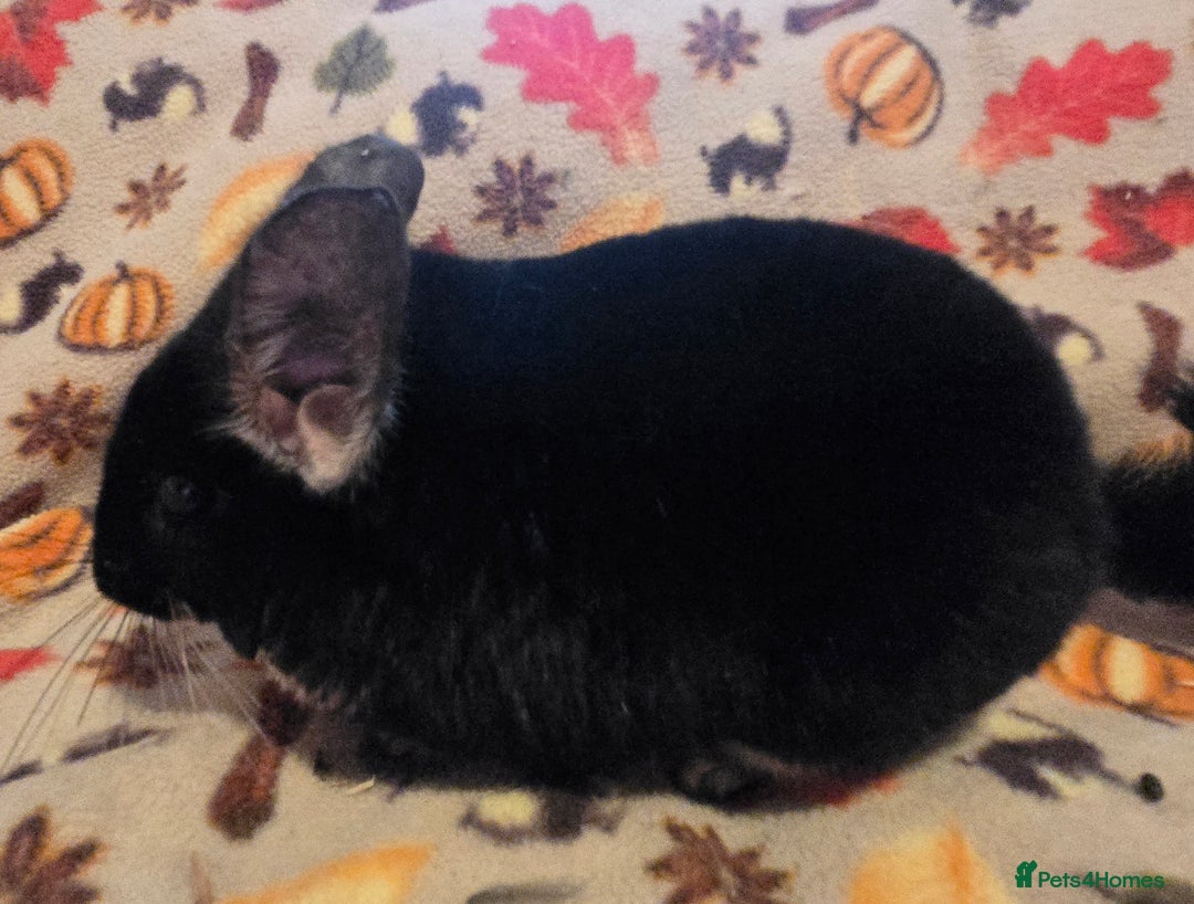 Chinchilla rodents for sale: Captain Jack Sparrow  - Image 5