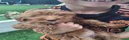 Cockapoo dogs for sale: ** BEAUTIFUL LITTER OF COCKAPOO PUPPIES ** - Advert 13