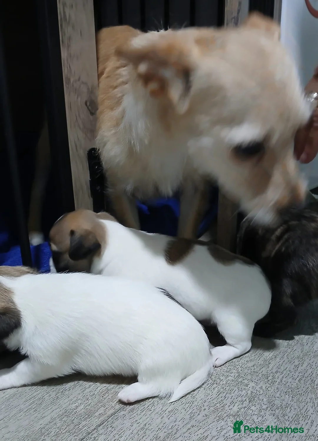 Mixed Breed dogs for sale: 3/4 chiuhuas for sale in Liverpool - Advert 7