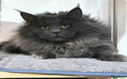 Maine Coon cats for sale: Gccf registered maine coon girl - Image 8
