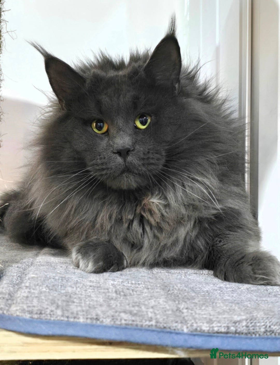 Maine Coon cats for sale: Gccf registered maine coon girl - Image 8