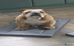 English Bulldog dogs for sale: 2 year old English Bulldog for sale.  - Image 1