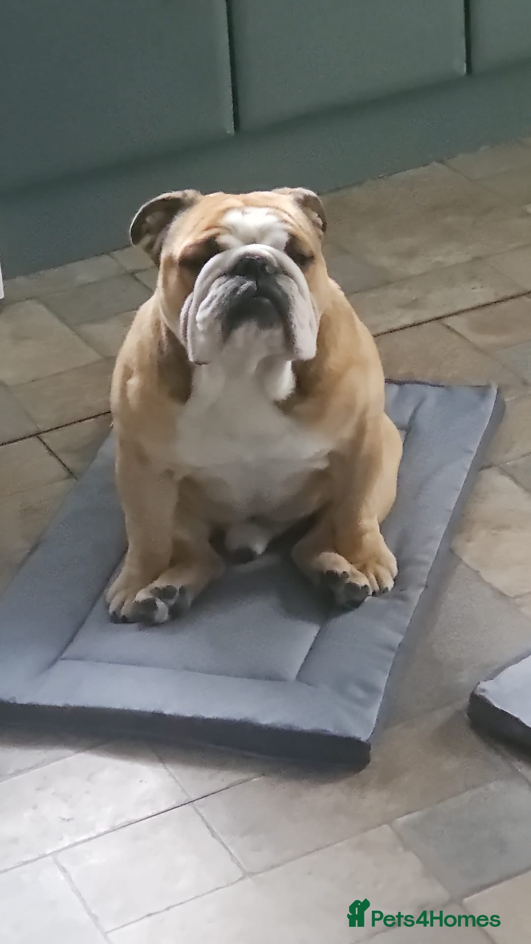 English Bulldog dogs for sale: 2 year old English Bulldog for sale.  - Image 1