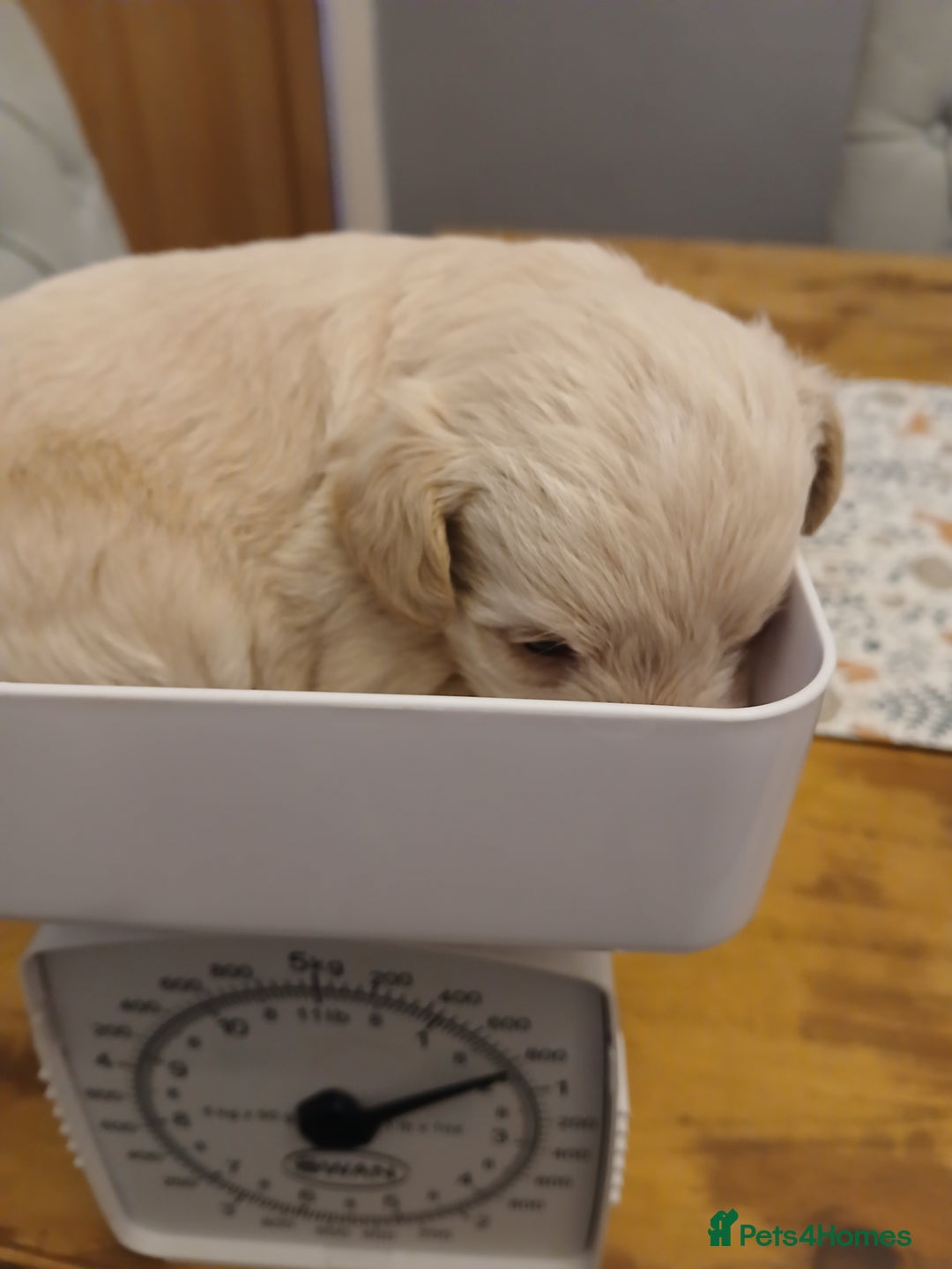 Schnoodle dogs for sale: Schnoodle puppies  - Advert 6