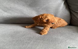 Cavapoo dogs for sale: F1B cavapoo puppies - Image 11