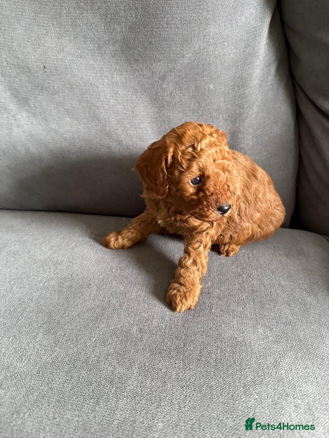 Cavapoo dogs for sale: F1B cavapoo puppies - Image 11