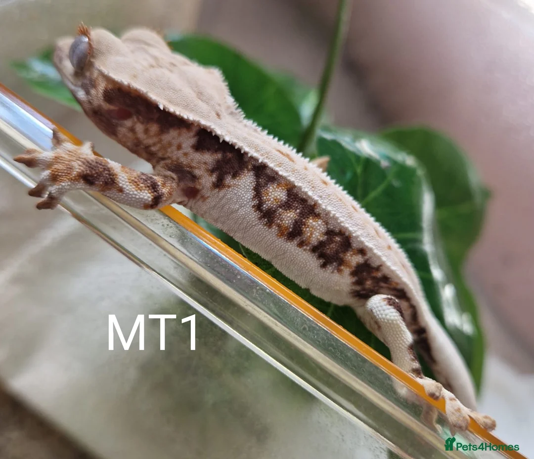 Gecko reptiles for sale: Sub adult crested geckos - Advert 5