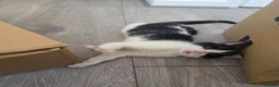 Mixed Breed cats for sale: 1 female kitten  - Advert 4