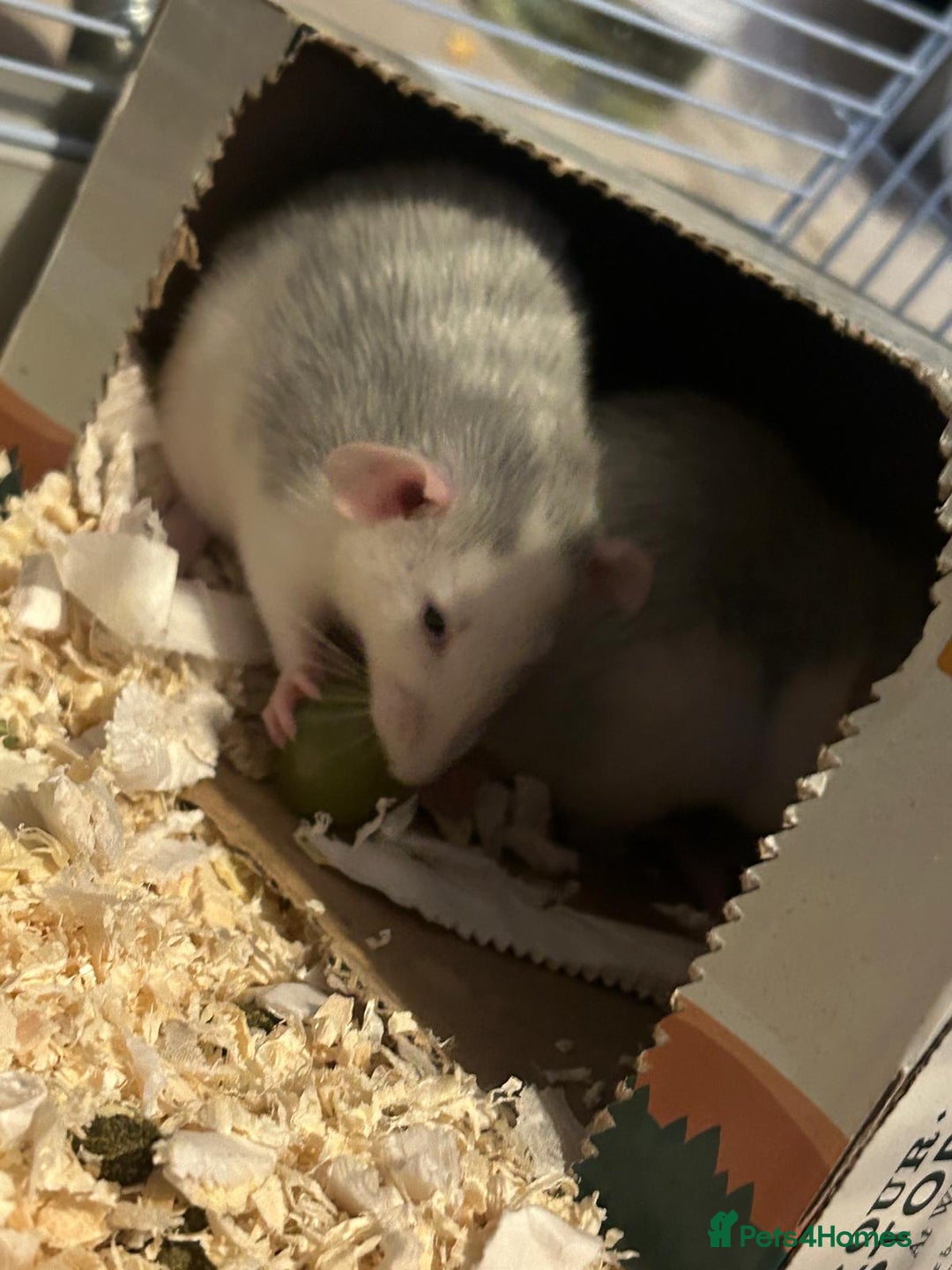 Rat rodents for sale: 2 female dumbo rats for sale  - Image 5