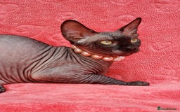 Sphynx cats for sale: Amazing kittens !!! in Maidstone - Image 20