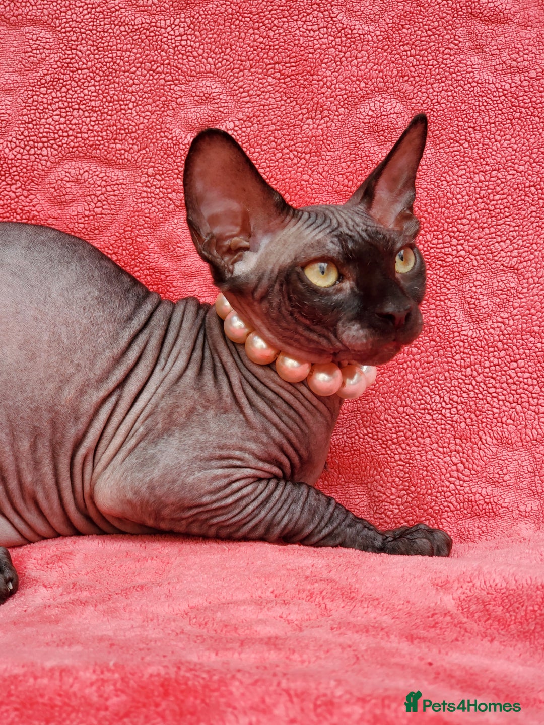 Sphynx cats for sale: Amazing kittens !!! in Maidstone - Image 20