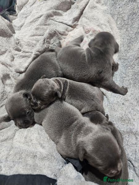 Staffordshire Bull Terrier dogs PUREBRED STAFFORDSHIRE BULL TERRIER PUPPY  - Advert 15