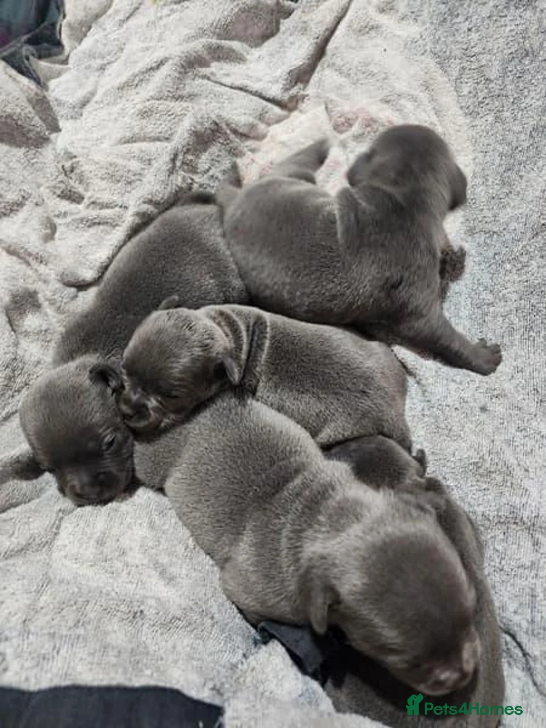 Staffordshire Bull Terrier dogs for sale: PUREBRED STAFFORDSHIRE BULL TERRIER PUPPY  in Reading - Advert 1