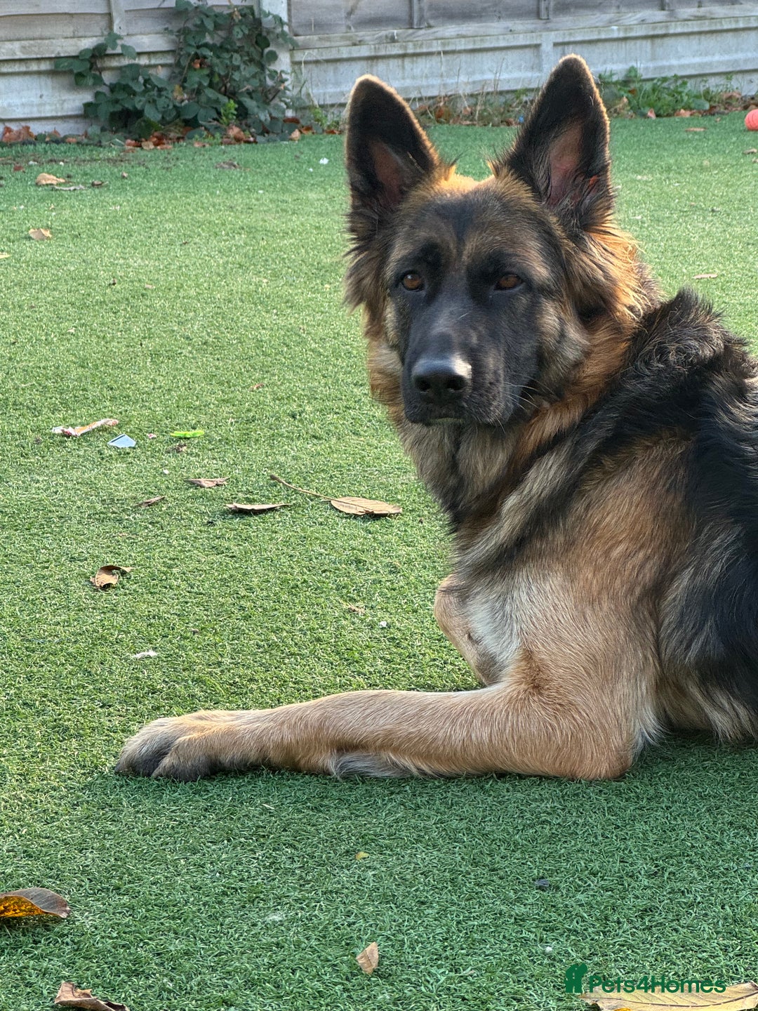 Mixed Breed dogs for sale: Belgian Malinois x German shepherd - Advert 2