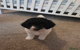 Cockapoo dogs for sale: Cockapoo cross mini poodle female last one  - Image 4