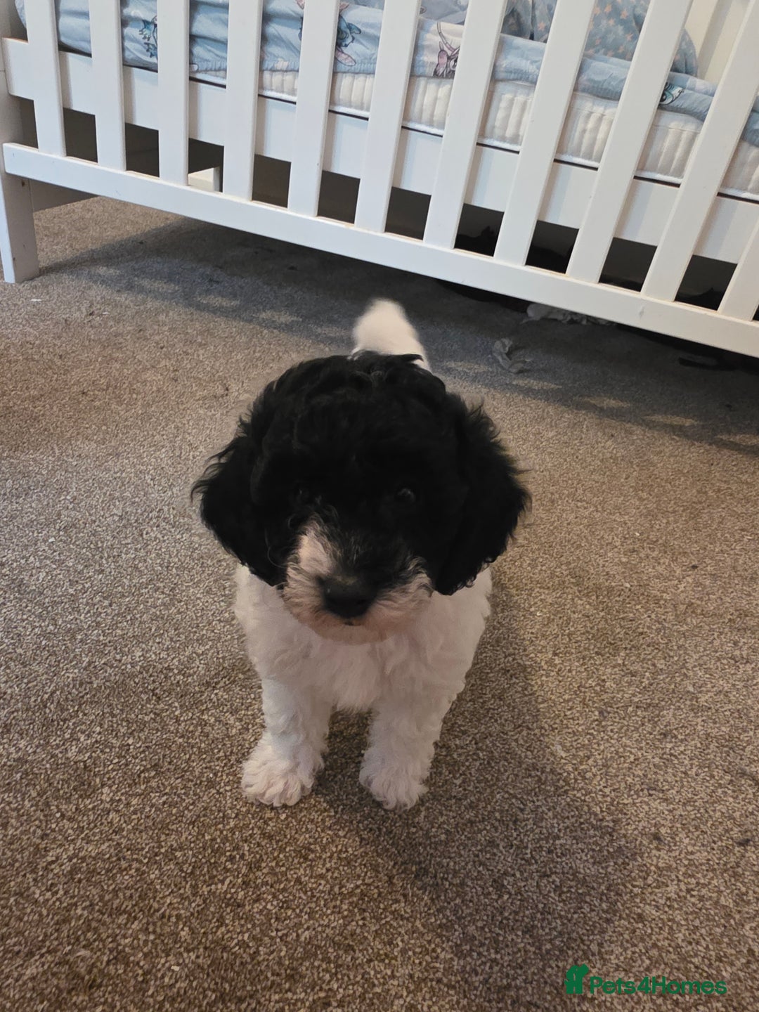 Cockapoo dogs for sale: Cockapoo cross mini poodle female last one  - Image 4