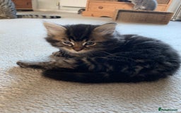 Mixed Breed cats for sale: Kittens for Sale - Image 4