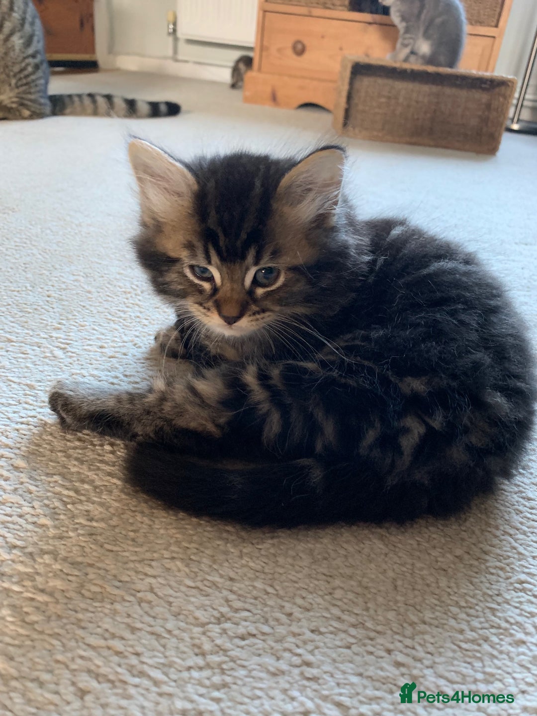 Mixed Breed cats for sale: Kittens for Sale - Image 4