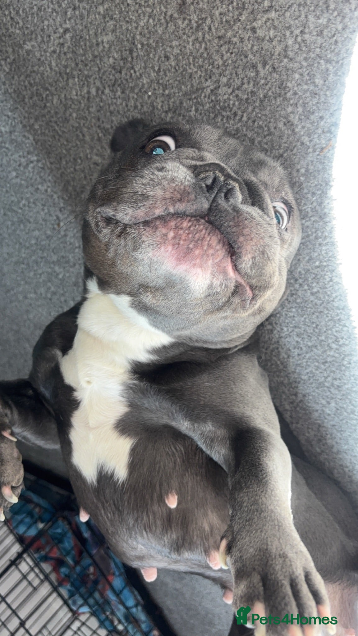 French Bulldog dogs £450 — loving home wanted, not just a sale - Advert 2