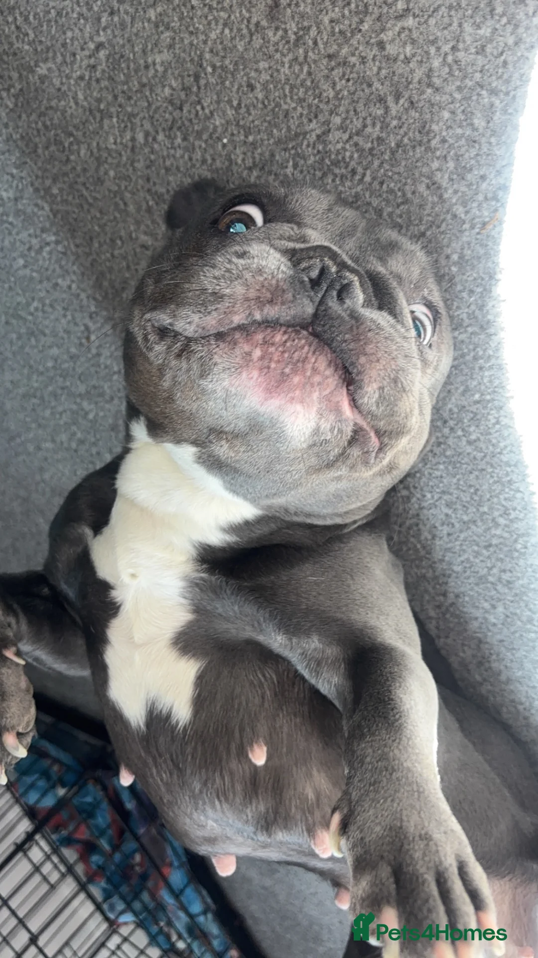 French Bulldog dogs for sale: £450 — loving home wanted, not just a sale in London - Advert 1