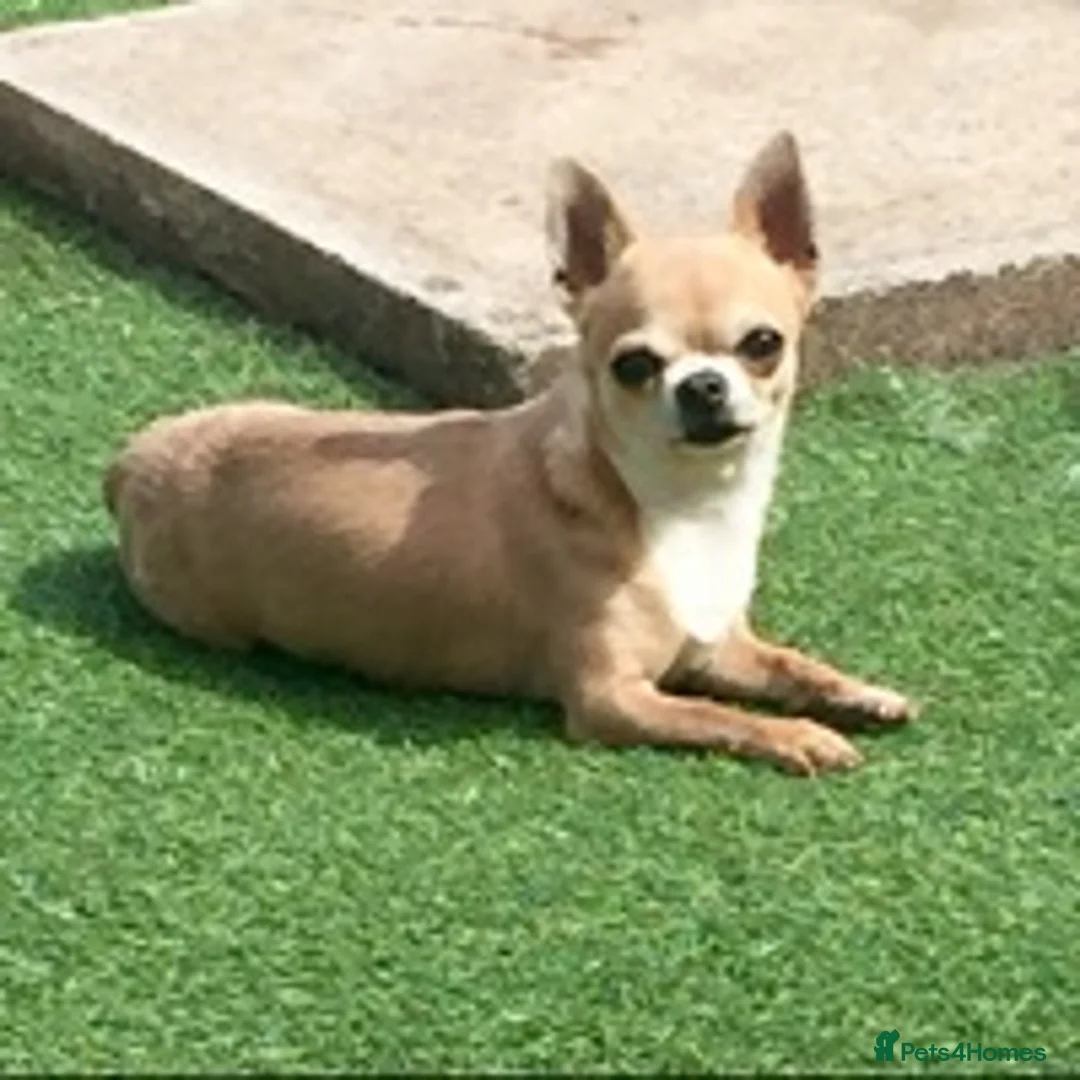 Chihuahua dogs for stud: KC BOYS LILAC, CHOCOLATE , BLUE , BOYS AVAILABLE. in Mansfield - Advert 11