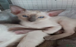Oriental cats for sale: Full Pedigree Oriental 6 Kittens XL size ears GCCF - Image 22