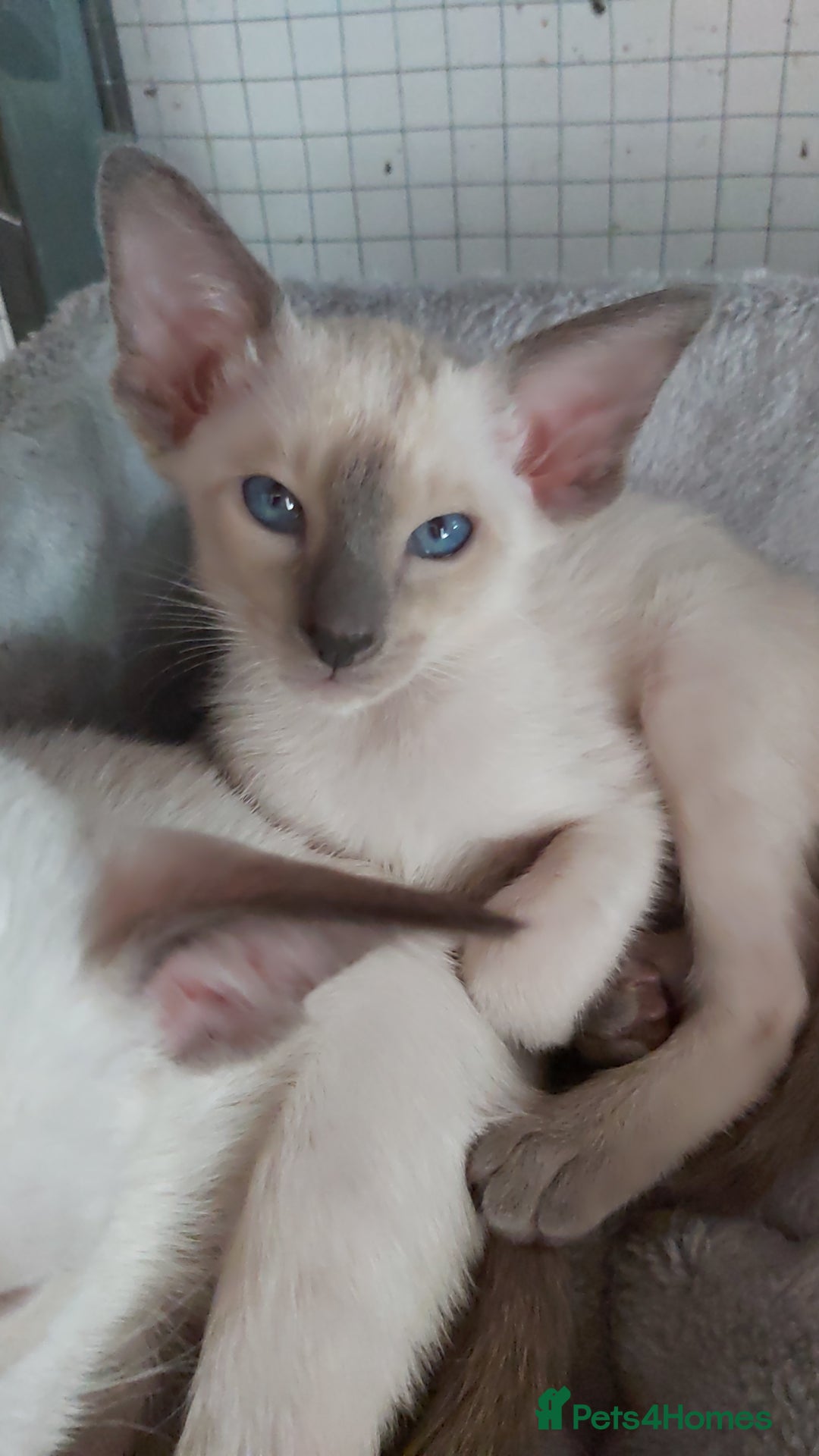 Oriental cats for sale: Full Pedigree Oriental 6 Kittens XL size ears GCCF - Image 22
