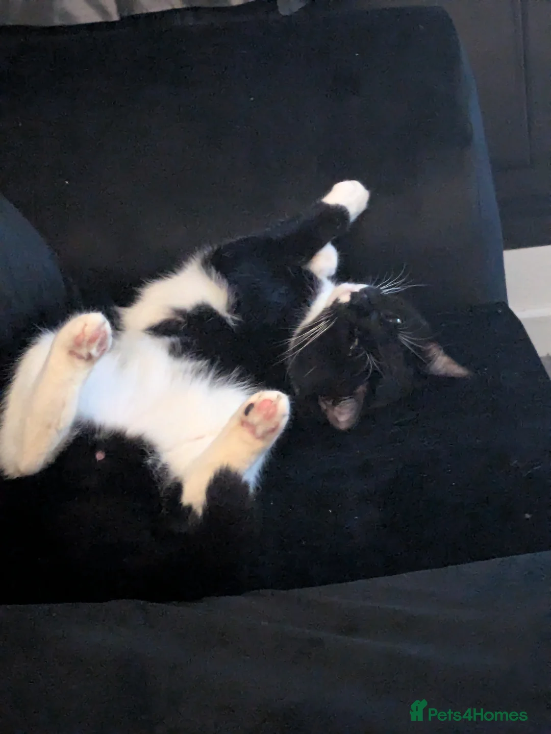 Mixed Breed cats for sale: Litter sure this weekend or through the week  - Advert 8