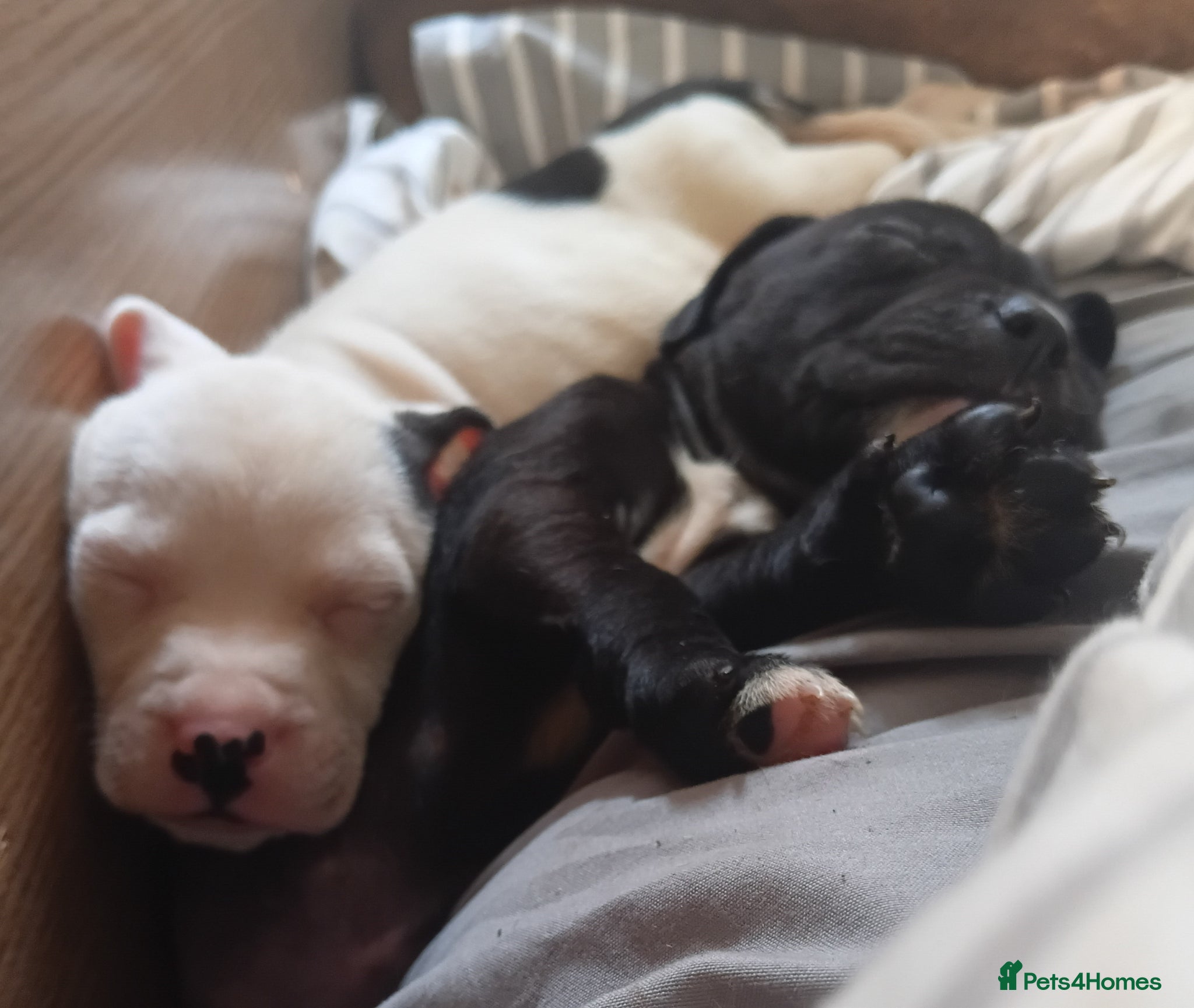 Mixed Breed dogs Staffy x presa x corso puppies  - Advert 4
