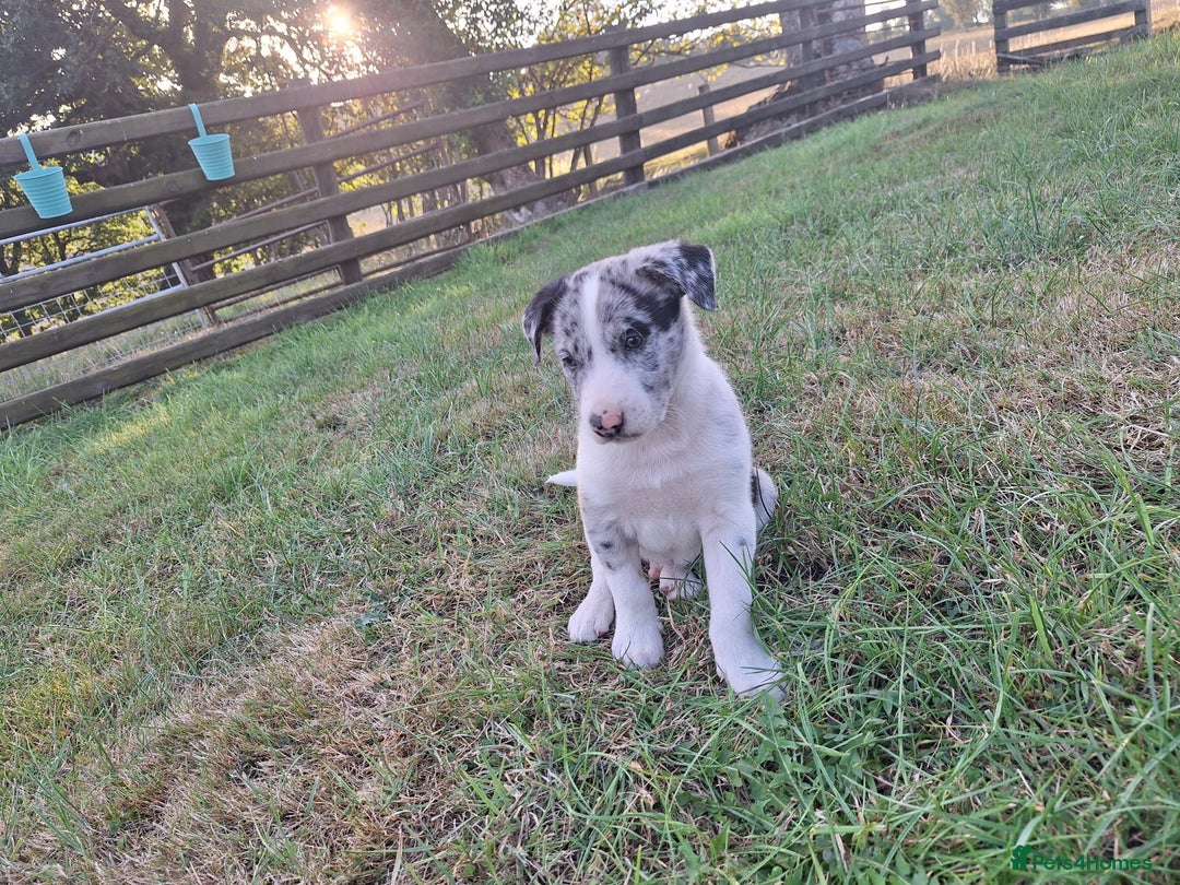 Border Collie dogs for sale: Border Collie pup's  - Image 4