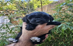 Shihpoo dogs for sale: 🌟 Adorable Shihpoo Puppies 🌟 - Image 5