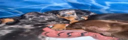 Miniature Dachshund dogs for sale: Beautiful Miniature Dachshund Puppies - Advert 5
