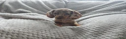 Miniature Dachshund dogs for sale: Only 2 left! Miniature Dachshund Puppies - Advert 6