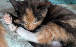 Ragdoll cats for sale: Half ragdoll kittens for sale - Image 6