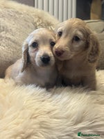 Miniature Dachshund dogs - Advert 8