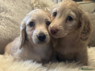 Miniature Dachshund dogs for sale - Advert 1