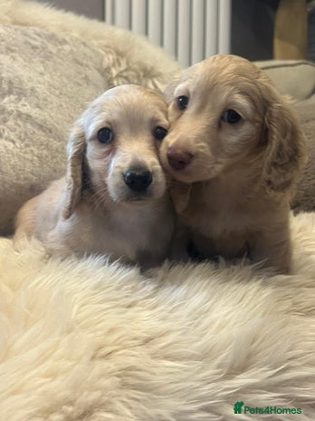 Miniature Dachshund dogs - Advert 1