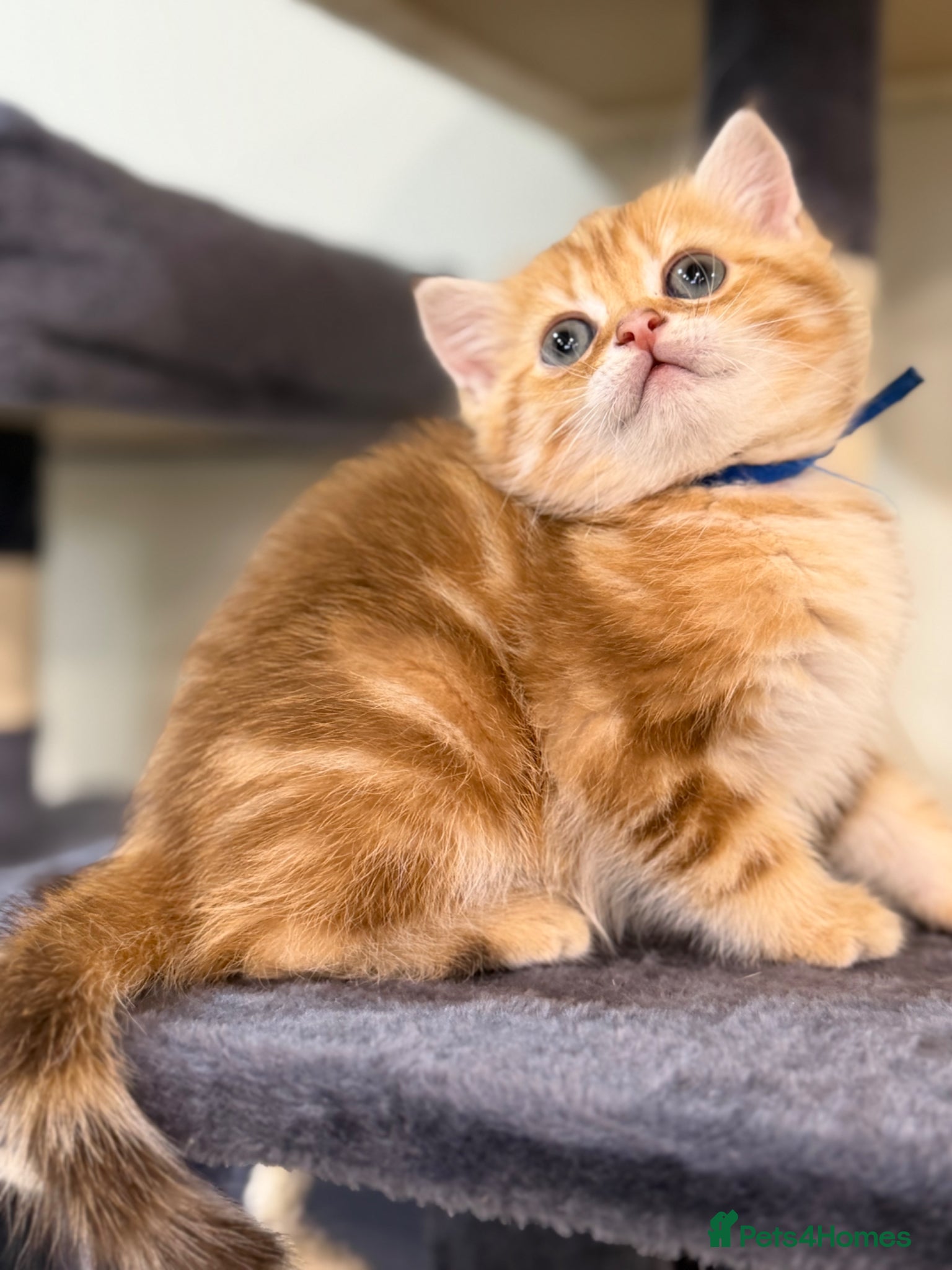 British Shorthair cats British shorthair chocolate golden Kitens TICA - Advert 2