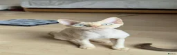 Devon Rex cats for stud: Blue eyed boy  - Advert 3