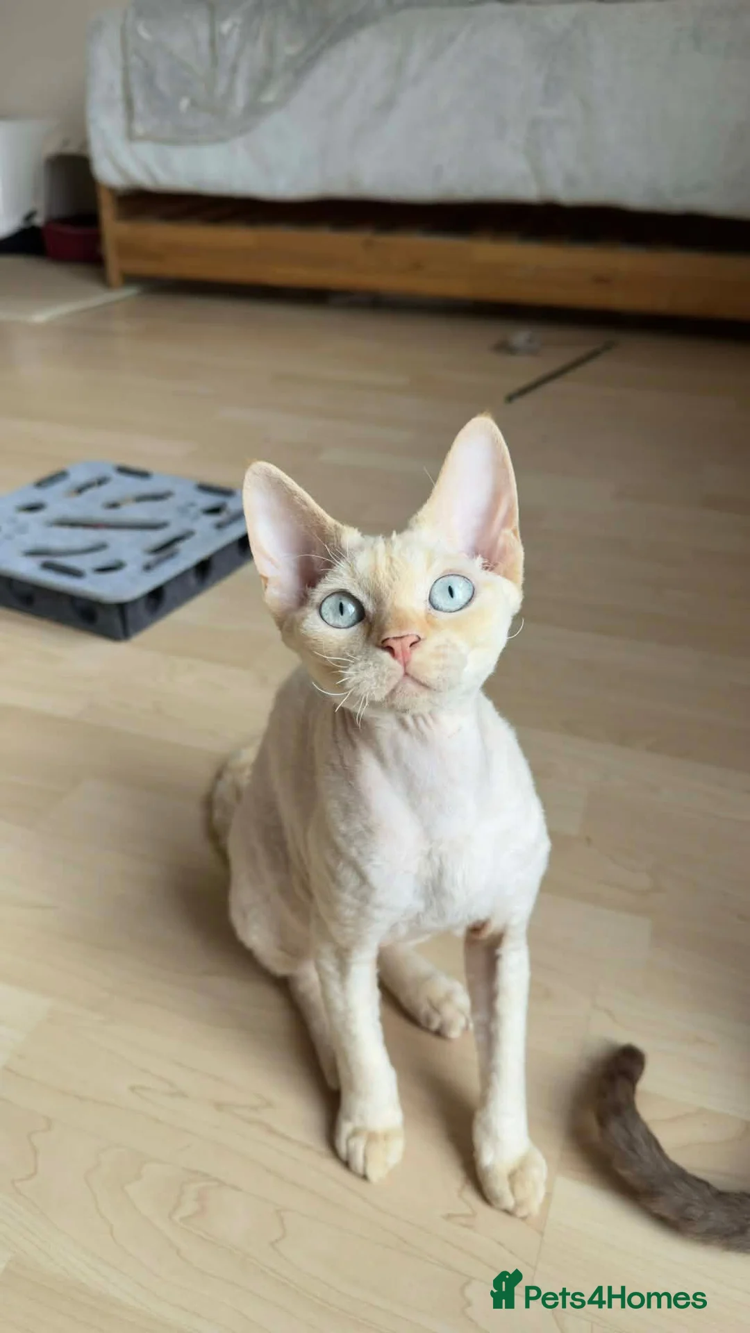 Devon Rex cats for stud: Blue eyed boy  - Advert 3