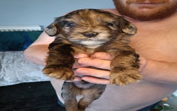 Mixed Breed dogs for sale: 6 Beautiful mixed breed puppies  - Image 1